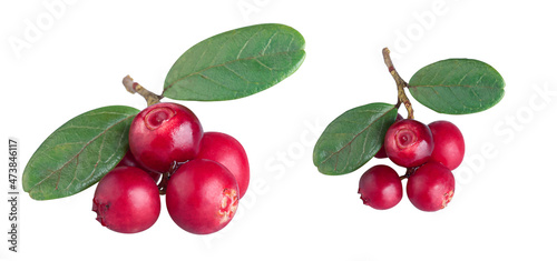 Young fresh cranberries on a branch with leaves, isolated on a white background
