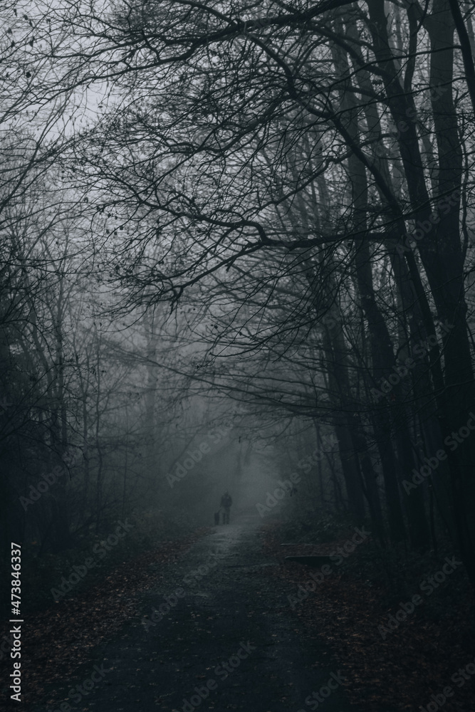 Fototapeta premium Silhouette walking path in dark forest foggy day mysterious scenery moody autumn