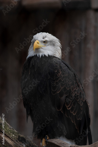 Close-up portrait of a Bald Eagle or American Eagle  Haliaeetus Leucocephalus  at the Zoo.