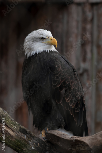 Close-up portrait of a Bald Eagle or American Eagle (Haliaeetus Leucocephalus) at the Zoo.
