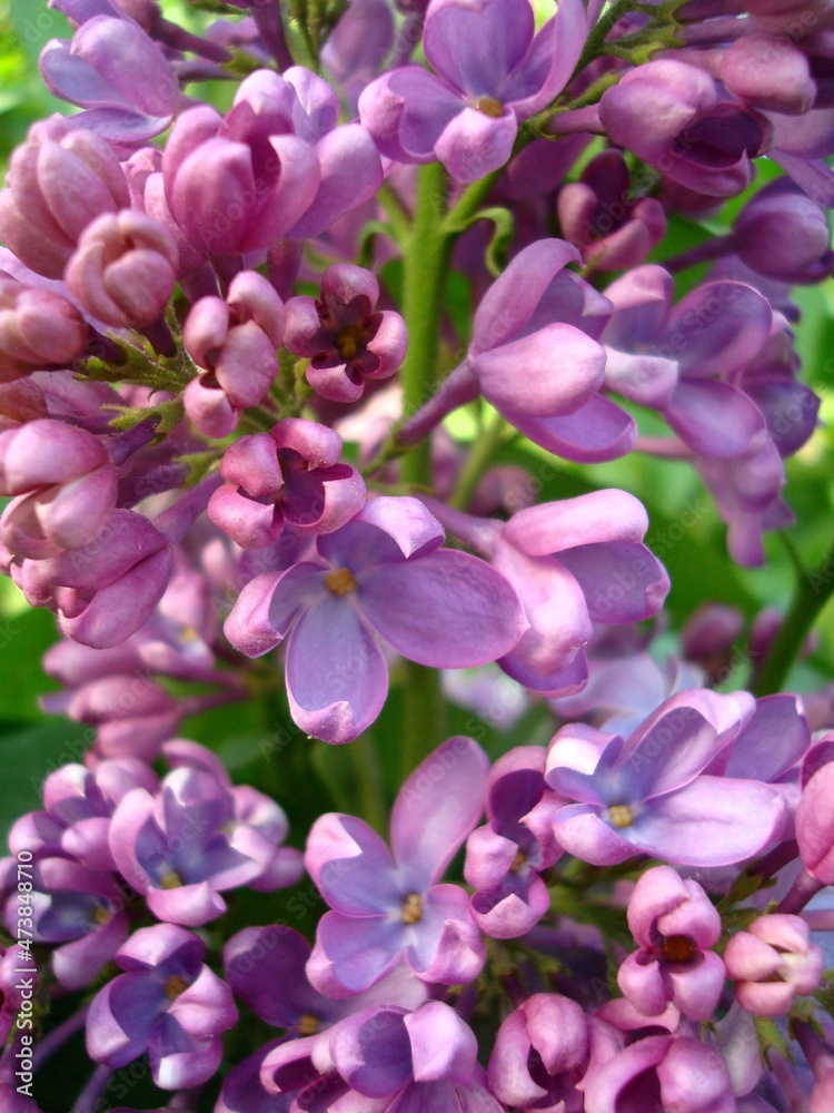 flowers in the garden