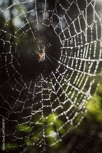 Kreuzspinne im Spinnennetz im Wald mit Morgen Sonne als Gegenlicht