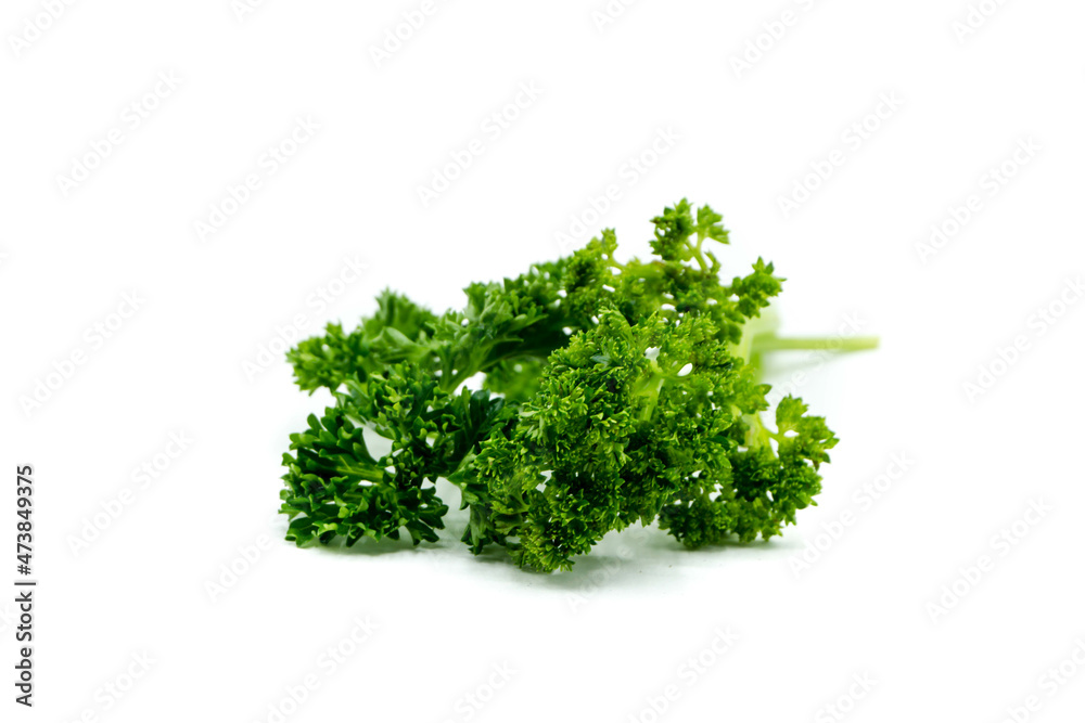 Parsley isolated on white background Parsley isolated on white background