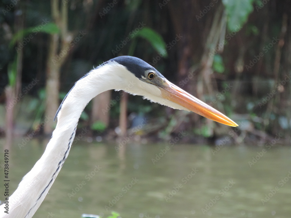 Obraz premium great blue heron