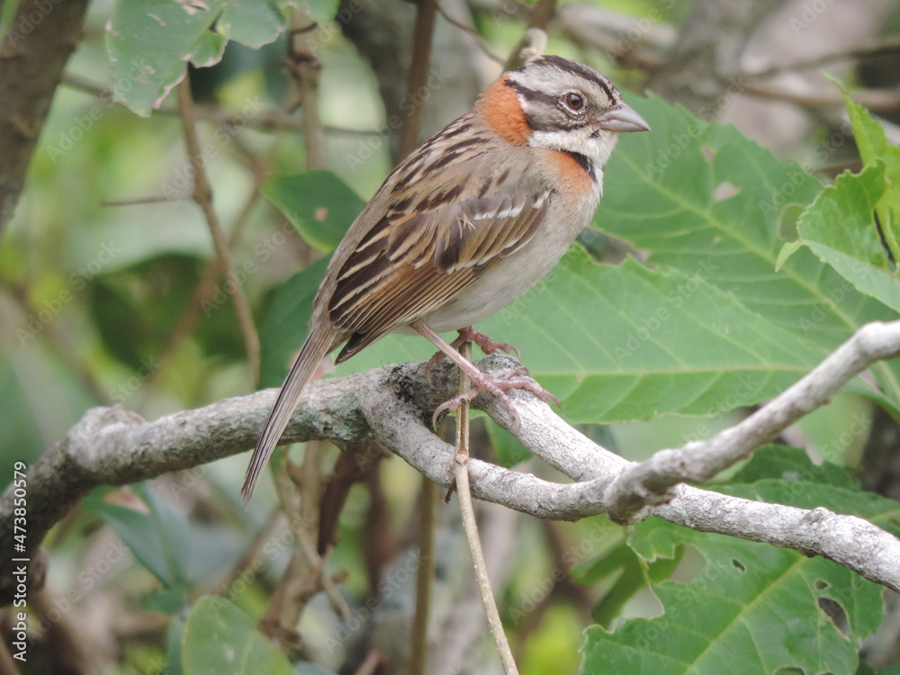 Fototapeta premium bird