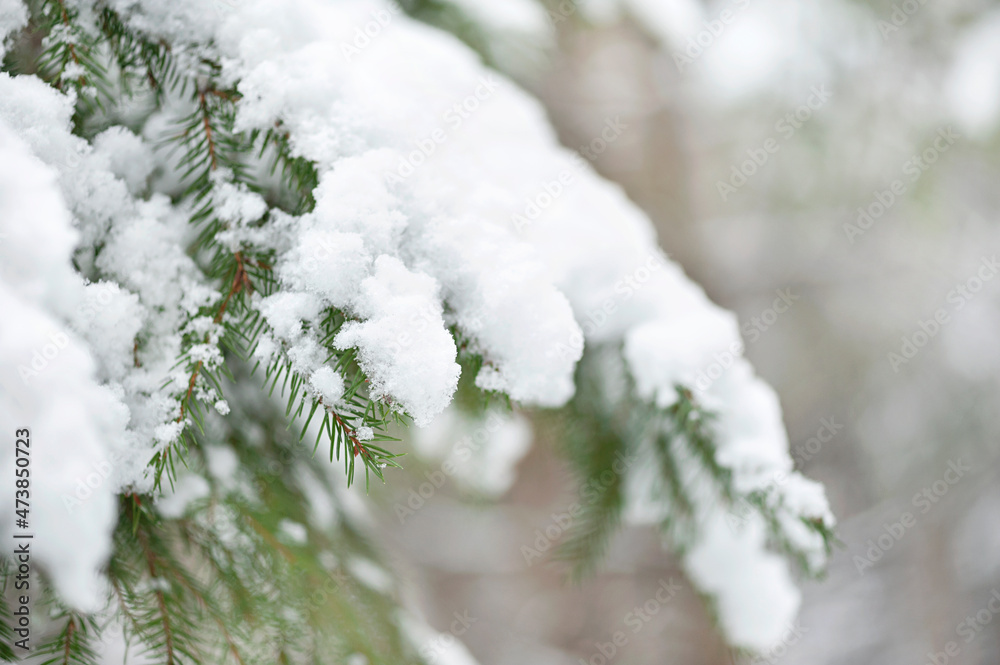 Evergreen Christmas tree pine branches covered with snow
