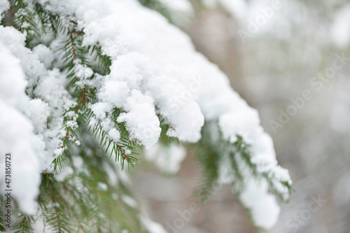 Evergreen Christmas tree pine branches covered with snow