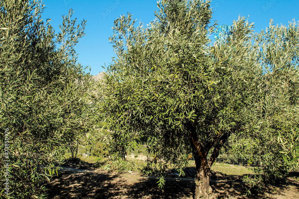 Beautiful Olive plantation in Benimantell, Spain