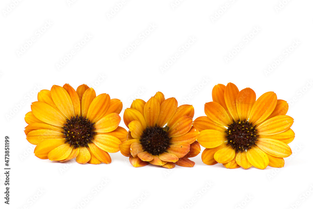 calendula flowers on white background calendula flowers on white background