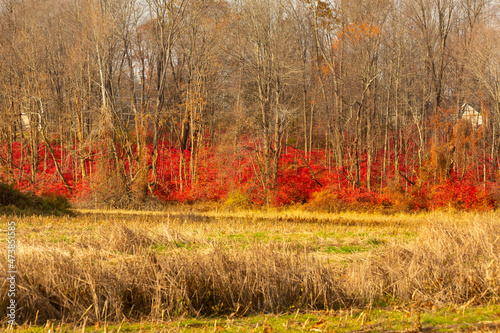 Burning bush, an invasive species, at McLean Game Refuge, Connecticut. photo