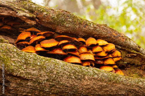 Cluster of brown Pholiota mushrooms in Granby, Connecticut. photo