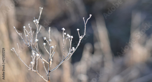 Dry plant covered hoarfrost in the sunlight an a cold winter morning. Weather condition.
