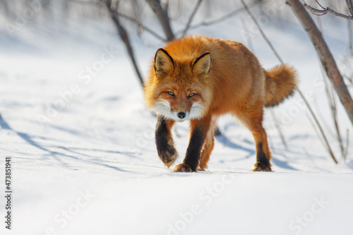 A red fox steals cautiously through the snow. Wild fox (Vulpes vulpes) in its natural habitat in the tundra in the Arctic. A predatory animal. Wildlife of Chukotka and Siberia. The Far North of Russia