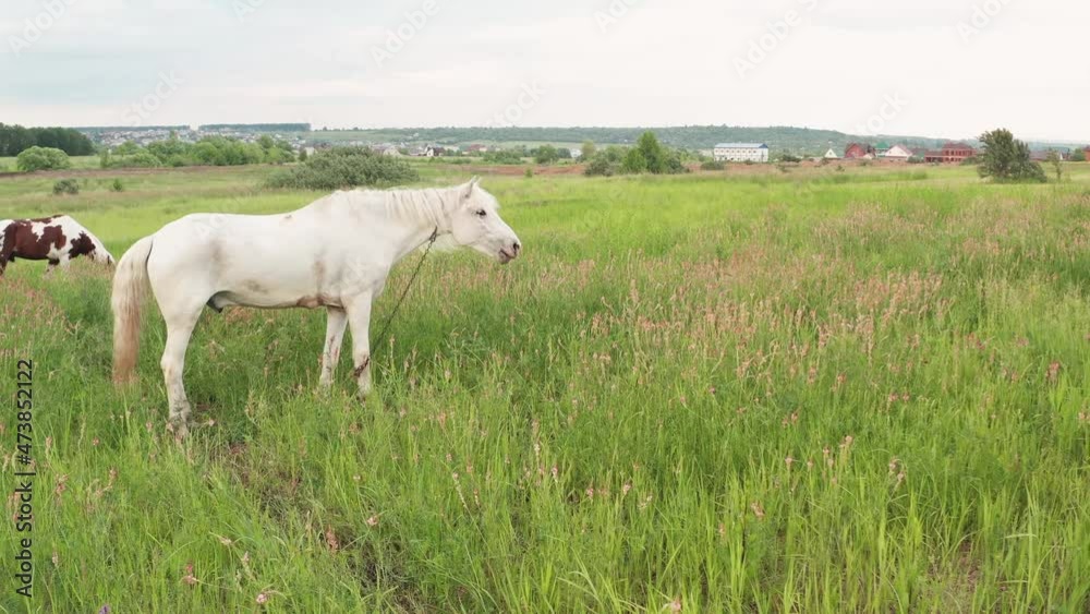 The animal is surrounded by meadows full of flowers and beautiful fresh green grass. The stage is lit by warm sunlight. White horse grazes in a summer meadow. The animal is surrounded by meadows full of flowers and beautiful fresh green grass. The stage is lit by warm sunlight. White horse grazes in a summer meadow.
