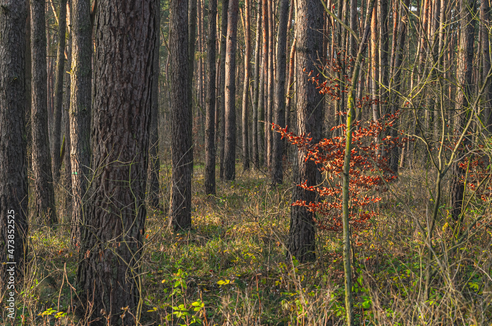 Autumn colors beaty in nature