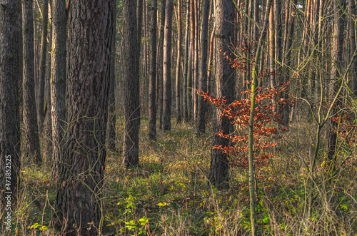 Obraz na płótnie Autumn colors beaty in nature w salonie