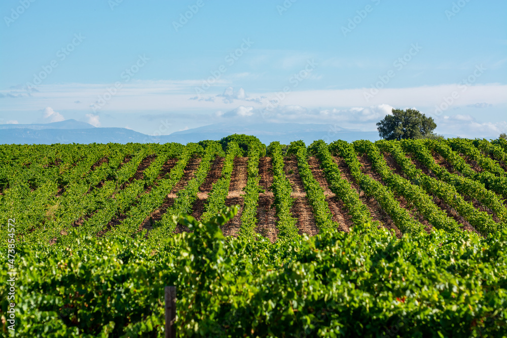 Rows of ripe syrah wine grapes plants on vineyards in Cotes  de Provence, region Provence, south of France