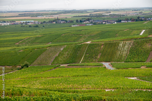 Wallpaper Mural Landscape with green grand cru vineyards near Epernay, region Champagne, France in rainy day. Cultivation of white chardonnay wine grape on chalky soils of Cote des Blancs. Torontodigital.ca