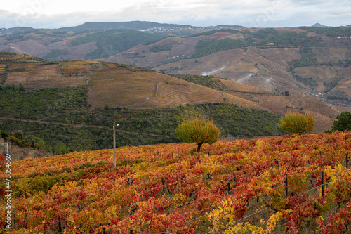 Colorful autumn landscape of oldest wine region in world Douro valley in Portugal  different varietes of grape vines growing on terraced vineyards  production of red  white and port wine.