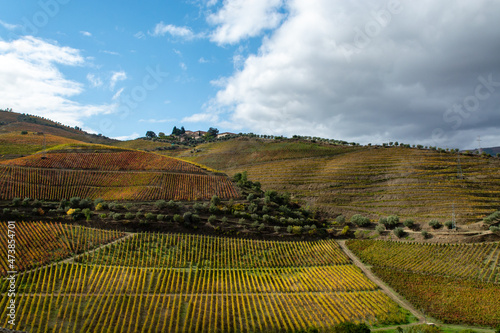 Colorful autumn landscape of oldest wine region in world Douro valley in Portugal  different varietes of grape vines growing on terraced vineyards  production of red  white and port wine.