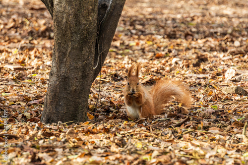 red squirrel eating food in a autumn park with yellow leaves