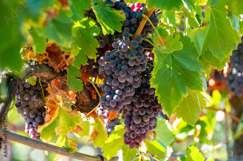 Ripe black or blue syrah wine grapes using for making rose or red wine ready to harvest on vineyards in Cotes  de Provence, region Provence, south of France photo
