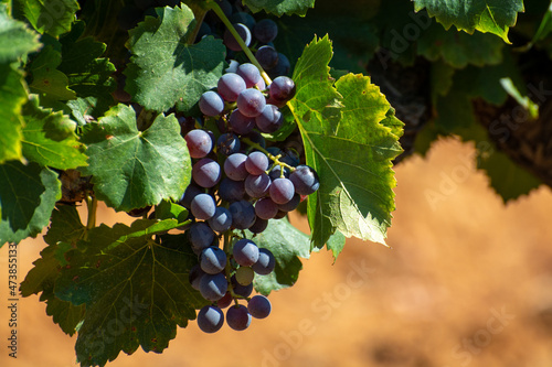 Vineyards of AOC Luberon mountains near Apt with old grapes trunks growing on red clay soil, red or rose wine grape