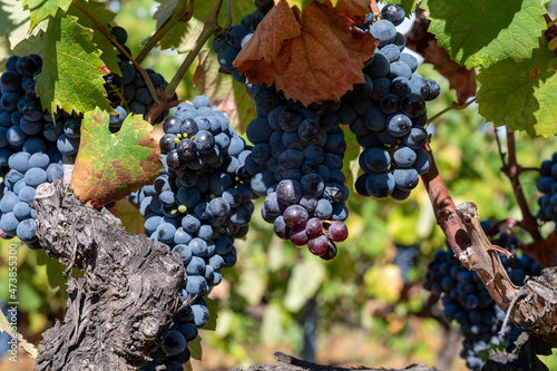 Ripe black or blue syrah wine grapes using for making rose or red wine ready to harvest on vineyards in Cotes de Provence, region Provence, south of France