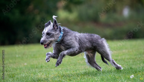 Silver grey Lurcher running across a field photo