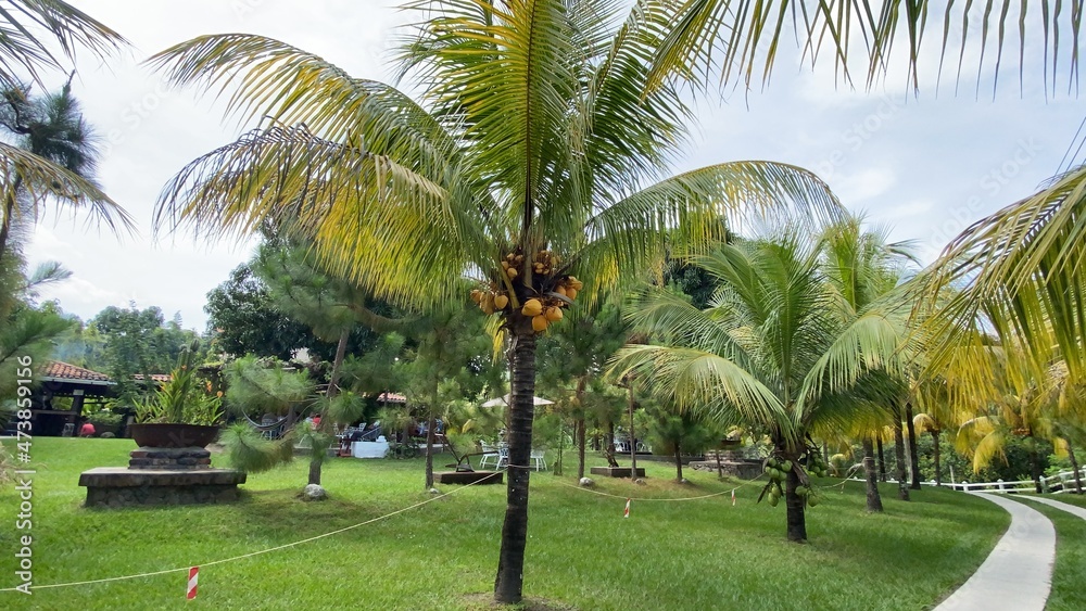 Beautiful Coconut tree