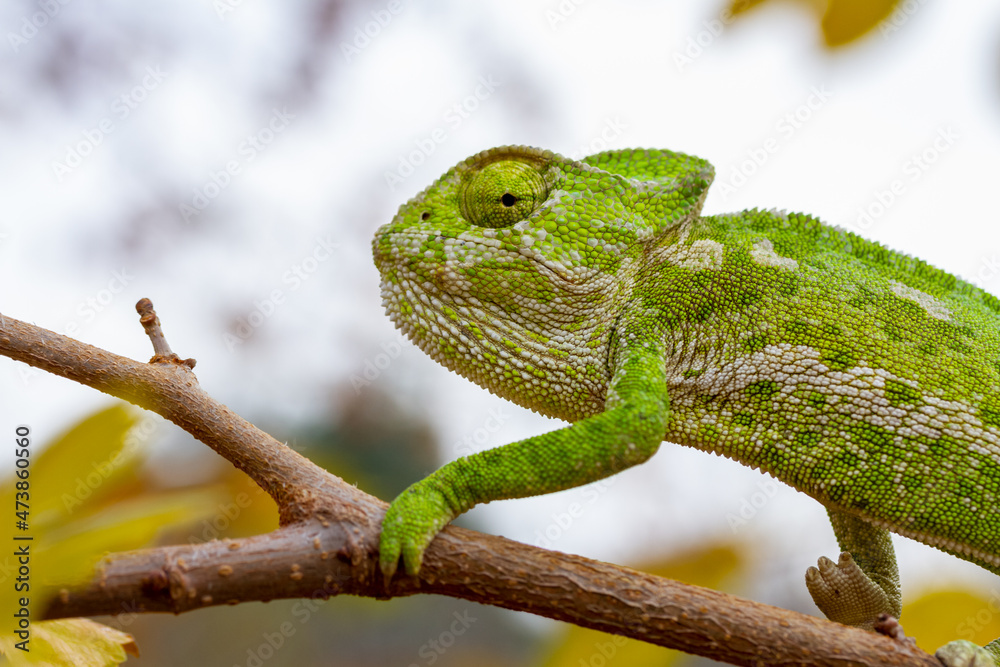 Green chameleon on a tree Green chameleon on a tree