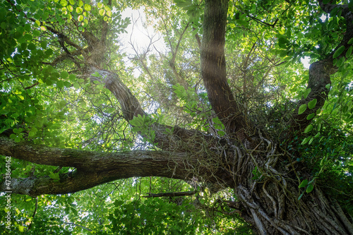 a centennial tree canopy seen from below, with the trunk in the foreground and the sun's rays filtering through the branches and green leaves