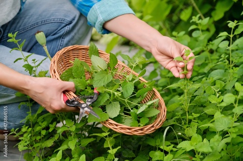 Hands with garden shears and wicker plate with aromatic fresh Lemon balm mint Melissa officinalis herbs photo