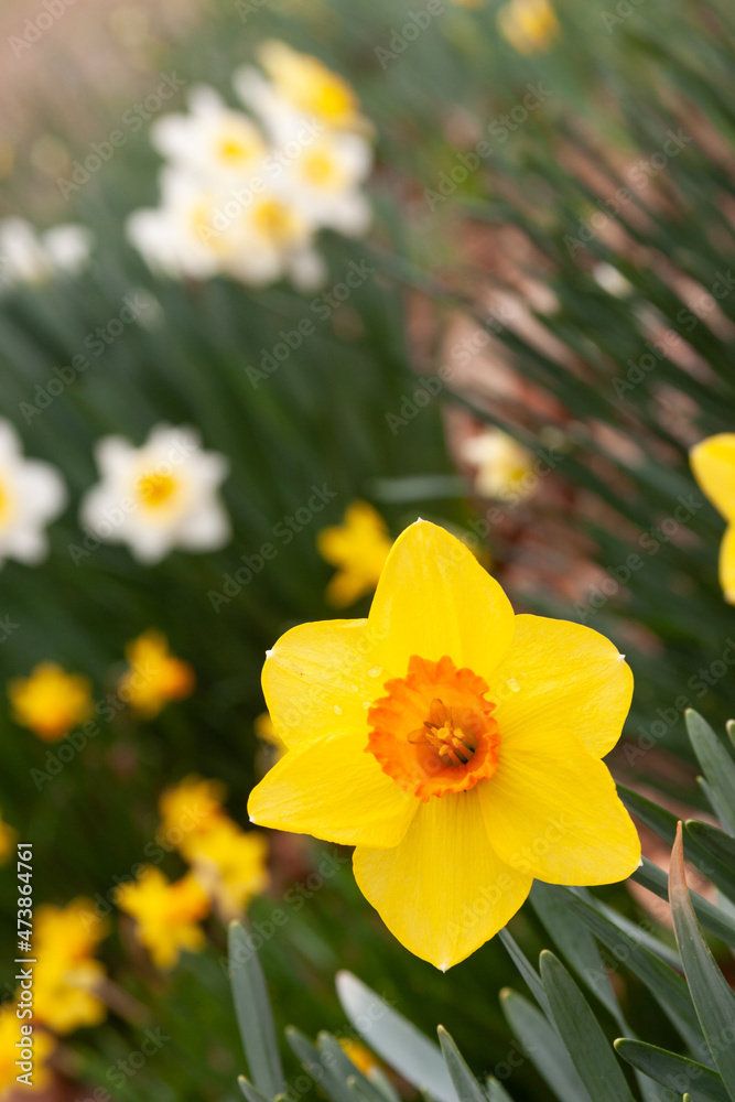 daffodils blooming daffodils blooming