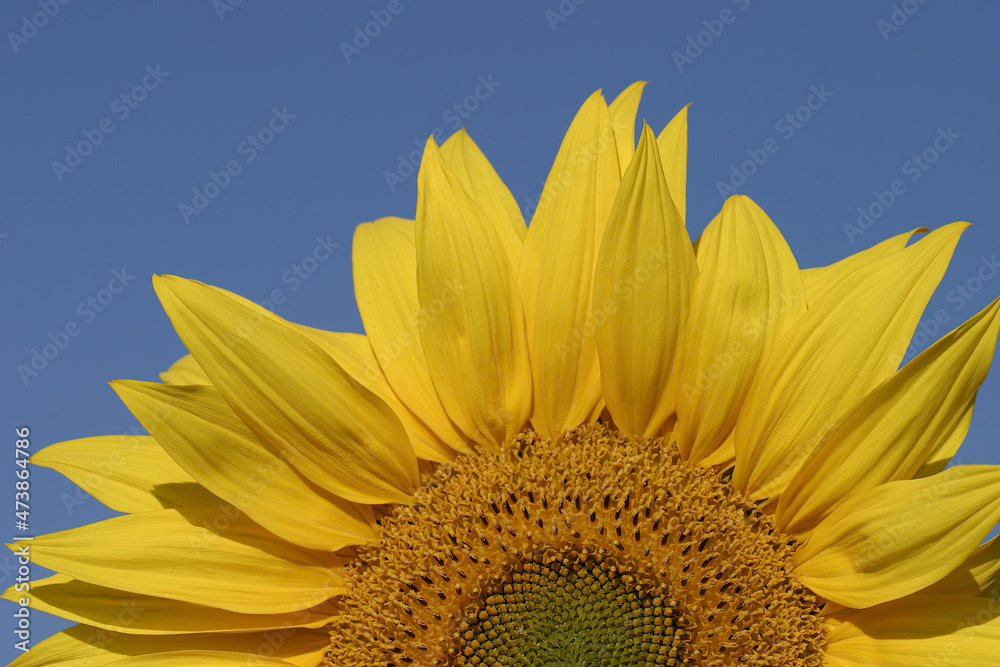 Naklejka premium Blooming sunflowers - Tournesols