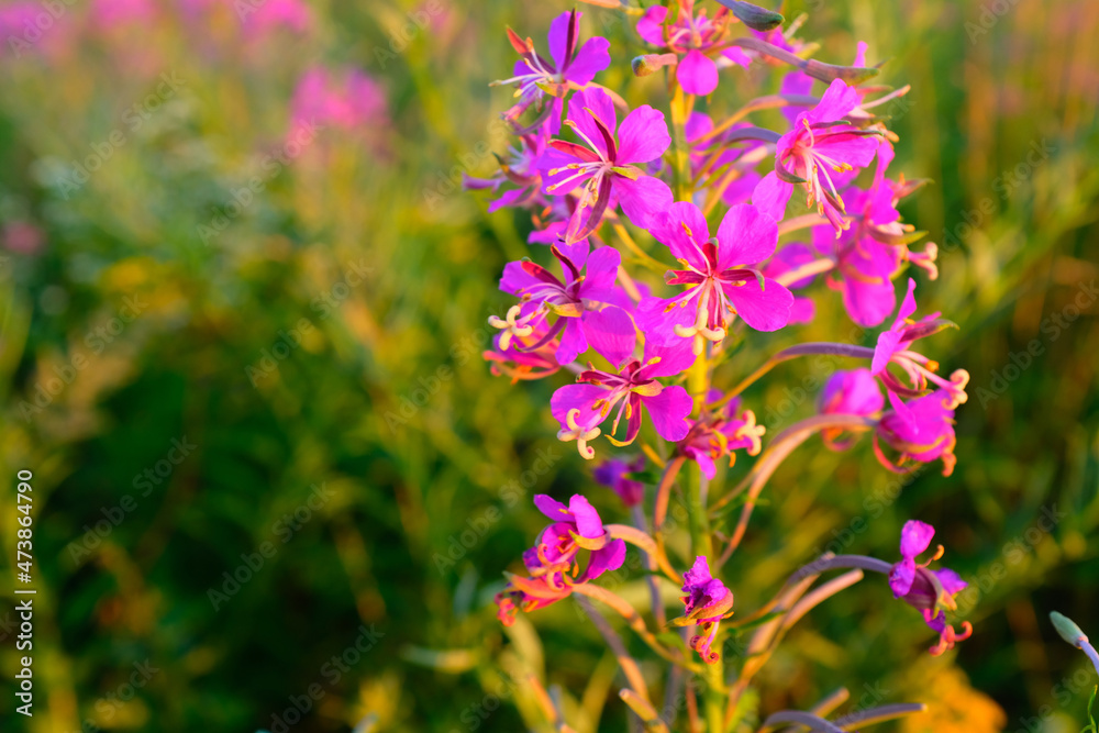 A selective focus of a willowherb or fireweed flower on a backdrop of green plants. Beautiful pink purple flowers of Fireweed. The latin name is Chamaenerion angustifolium. High quality photo A selective focus of a willowherb or fireweed flower on a backdrop of green plants. Beautiful pink purple flowers of Fireweed. The latin name is Chamaenerion angustifolium. High quality photo