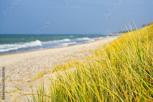 seagrass along the sandy baltic sea coast, selective focus