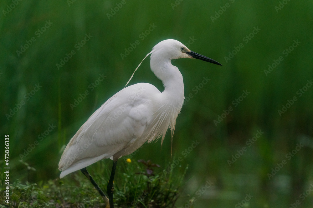 The little egret (Egretta garzetta) The little egret (Egretta garzetta)