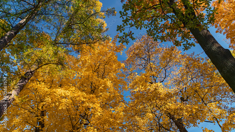 Fototapeta premium Sunshine daylight illuminates yellow tree crowns, yellow autumn foliage background