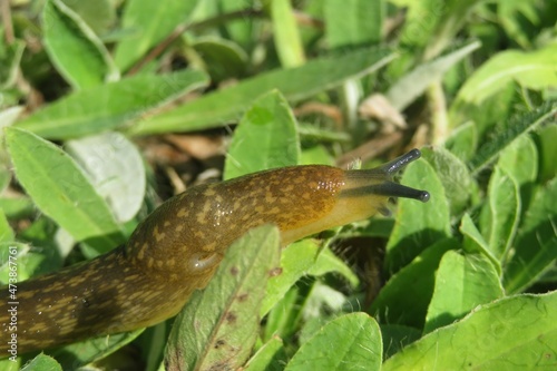 Brown slug on grass in the garden, closeup photo