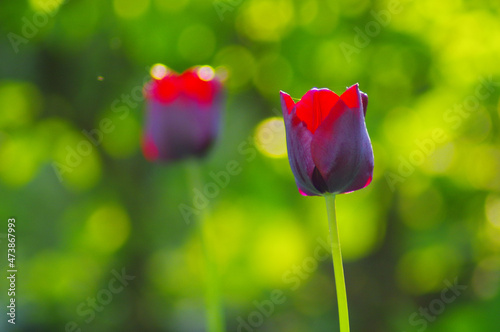 Tulpen