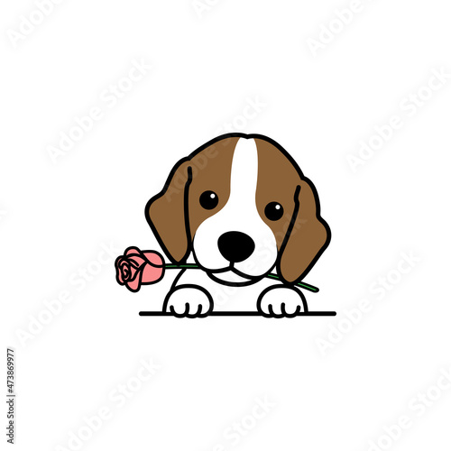 Cute beagle puppy holding a rose in mouth cartoon, vector illustration