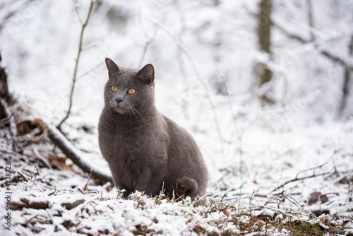 Chartreux cat siting in a snowy winter forest.