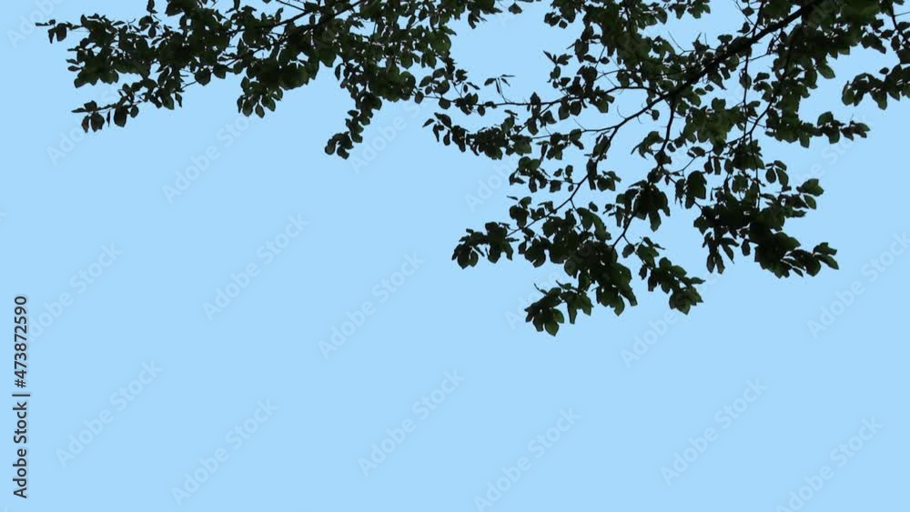 Foreground foliage plate. Beech, silhouette, strong gusty breeze. Defocus/blur, darken and desaturate as needed. Works well scaled up to 4K. Includes luma matte.