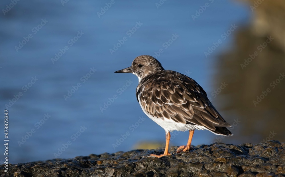 Sanderling