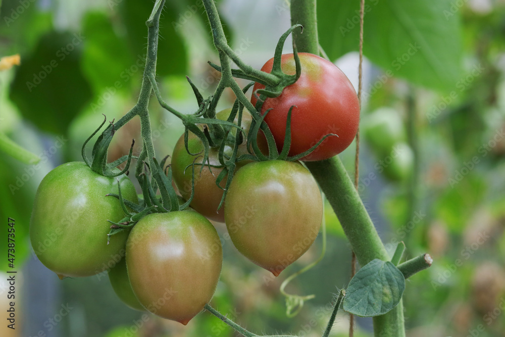 Ripe tomato plant growing in greenhouse. Tasty red tomatoes. Branch of fresh tomatoes hanging on trees in organic farm. Autumn . Harvest Concept. Fresh organic vegetables. Healthy eating