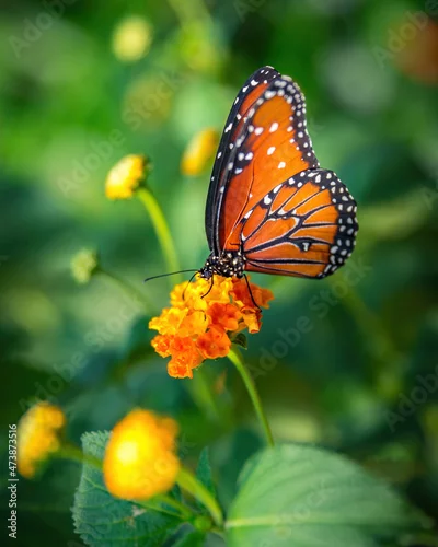 Fototapeta na wymiar Monarch butterfly on an orange flower