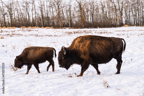 Elk Island park