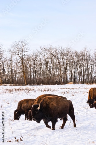 Elk Island park