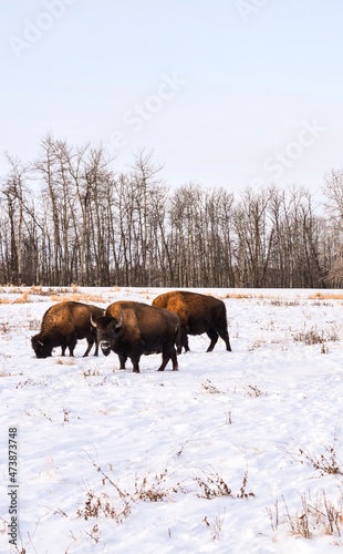 Elk Island park